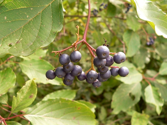 {Cornus amomum}